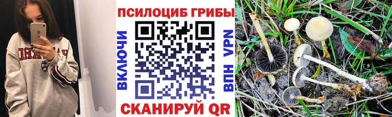 Галлюциногенные грибы Psilocybe Ермолино